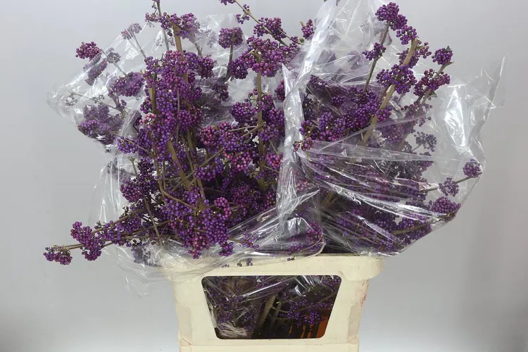 Callicarpa Bod Profusion 100 cm