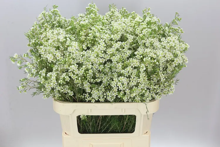 Chame Wax Ofir 80 cm