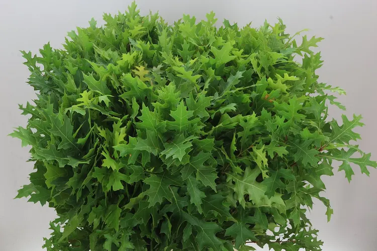 Quercus Palustrus 80 cm