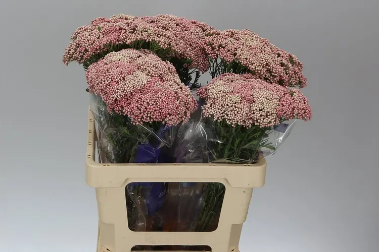 Ozothamus Cooks Tall Pink 60 cm