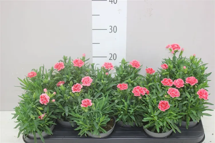 Dianthus Pink črepník 10,5 cm