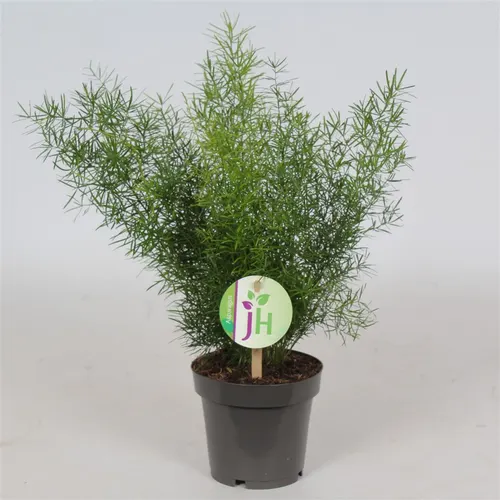 Asparagus 'sprengeri' črepník 12 cm