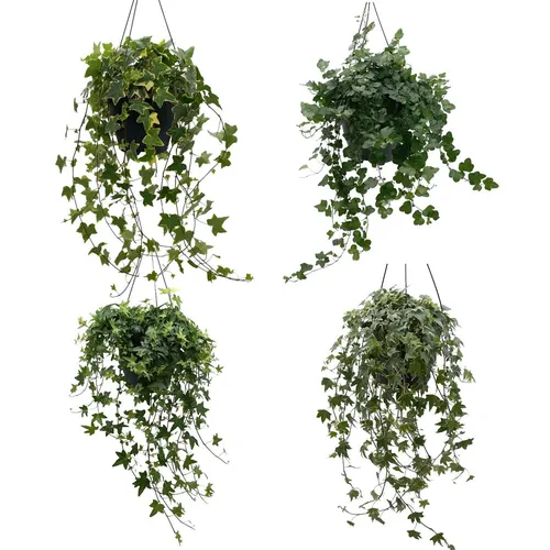 Hedera He Gemengd Hang črepník 19 cm