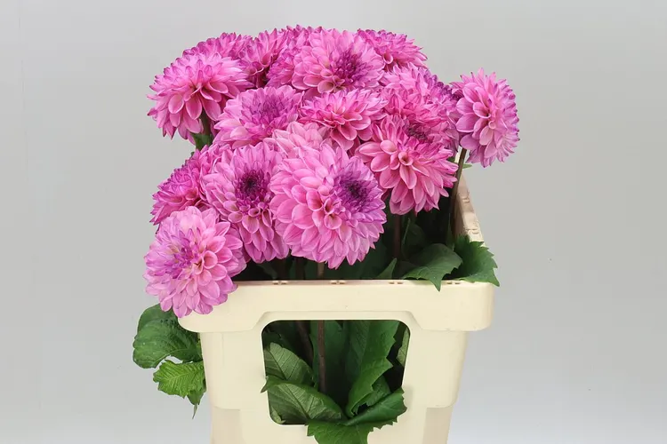 Dahlia Chicago 50 cm
