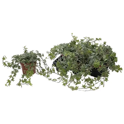 Hedera He White Ripple črepník 13 cm