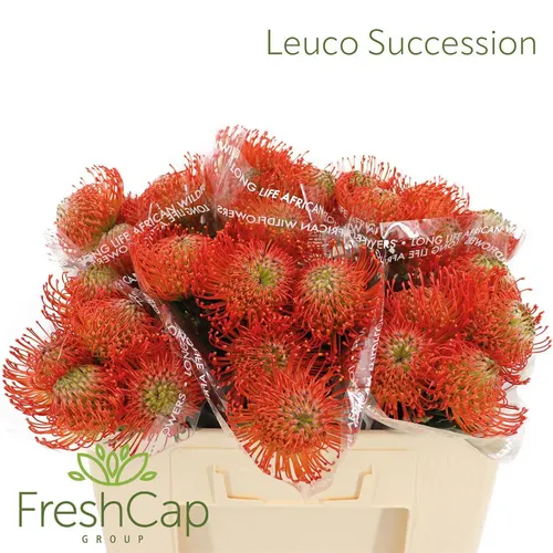 Leucospermum Succession 50 cm