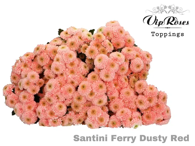 Chr S Ferry Dusty Red 55 cm