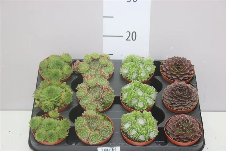 Sempervivum Mix črepník 10,5 cm