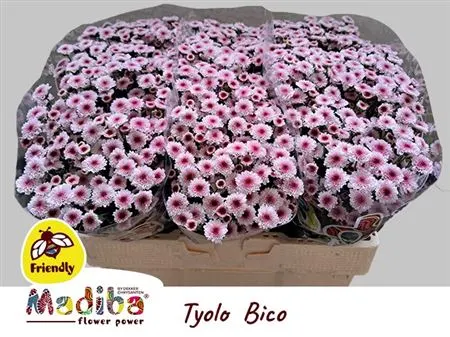 Sant Mad Bico Tyolo 55 cm