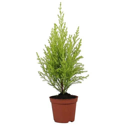 Cupressus Wilma črepník 8,5 cm
