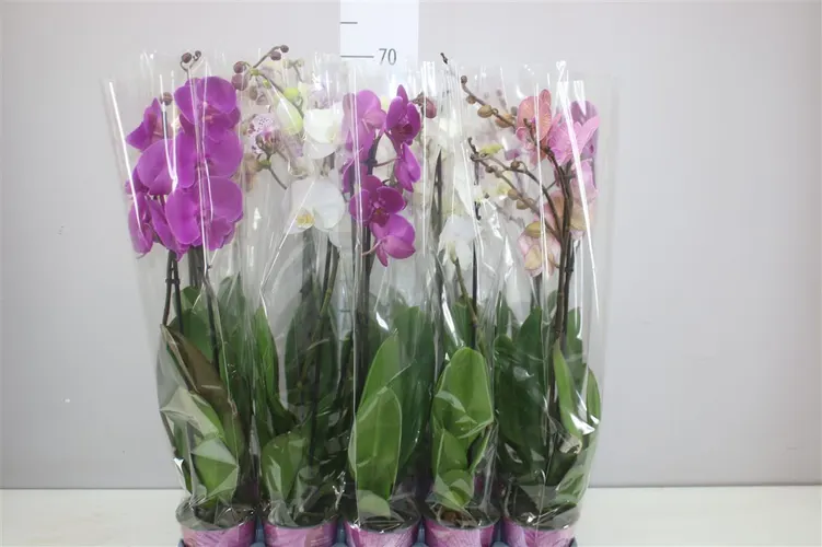 Orchidea Phalaenopsis mix Basic, 2 výhony črepník 12 cm