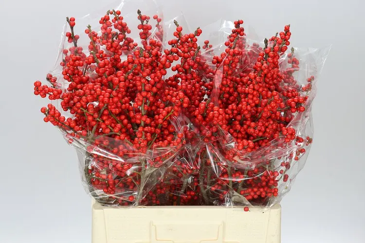 Ilex Verticillata 60 cm