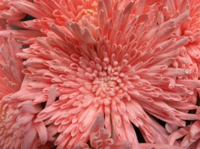 Chryzantéma veľkokvetá Ana Snow Light Pink 70 cm