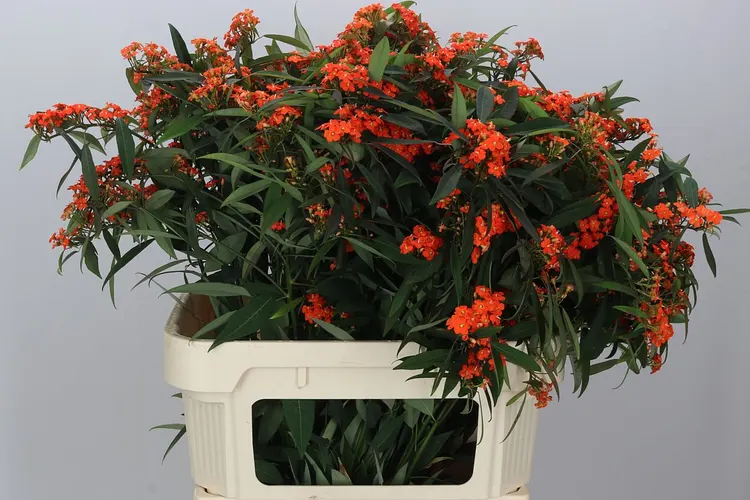 Euphorbia F T Queen Orange 75 cm