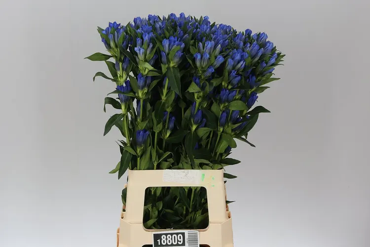 Gentiana Blue 80 cm