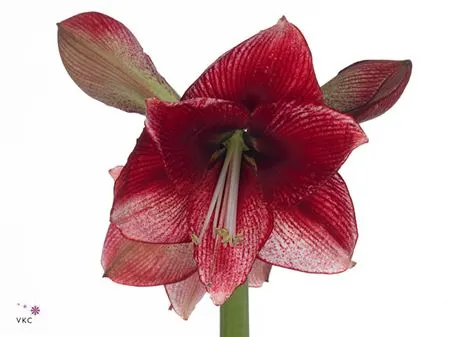 Hipp Maestro 80 cm