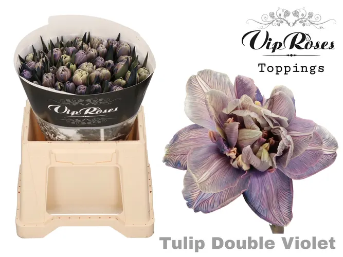 Tu Du Double Violet 38 cm