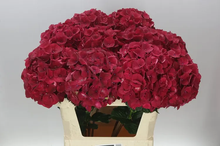 Hydrangea Ruby Red 80 cm