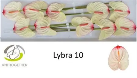 Anth Lybra