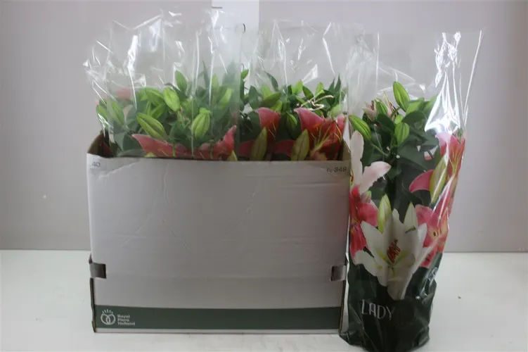 Ľalia orientálna Sunny Robyn 4pp ružová črepník 19 cm