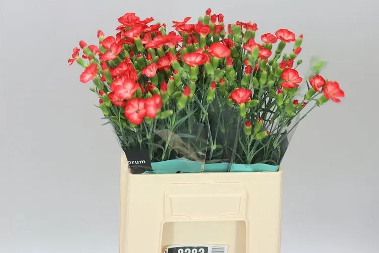 Di Solomio Clif 60 cm