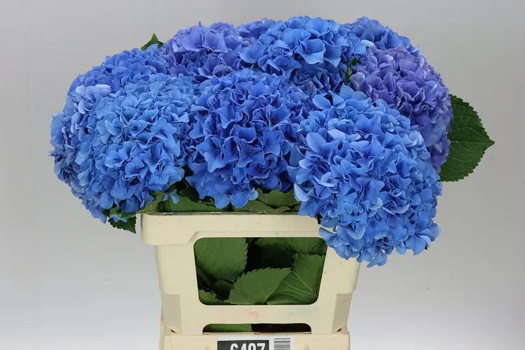 Hydrangea Parade 60 cm