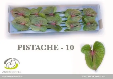 Antúrium Pistache