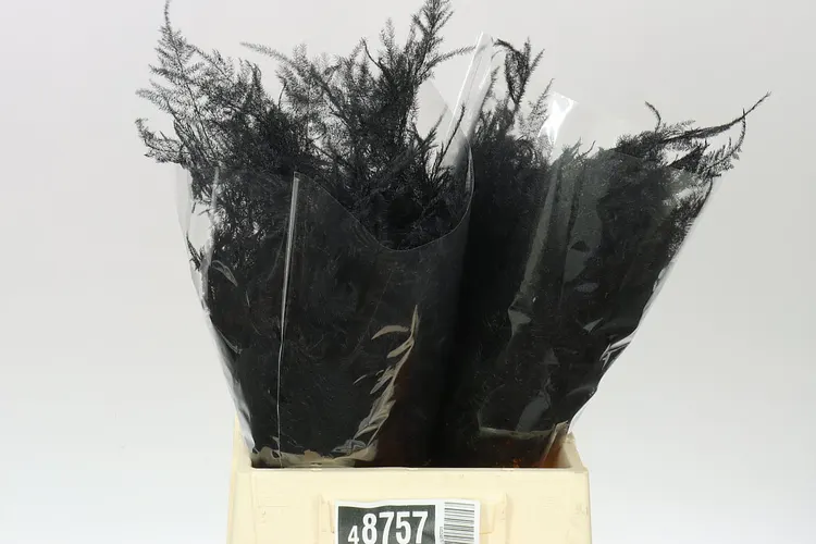 Aspa 1e Veren Black X50 45 cm