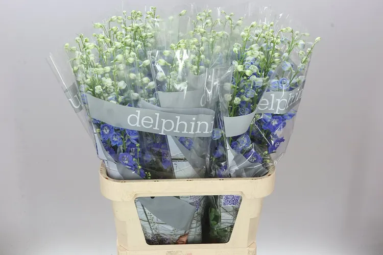 Stračonôžka Elatum Blue Emerald 90 cm