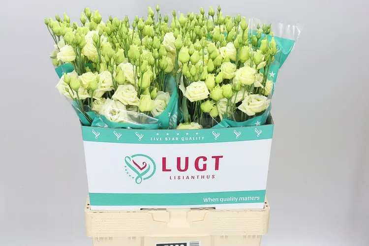 Eust Du Rosita Yellow 70 cm