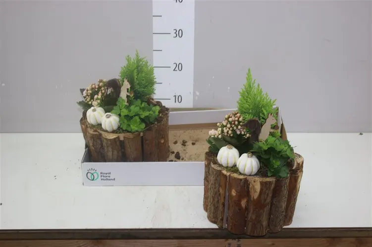 Arr Tuinplanten In Plankenbak Rond črepník 18 cm