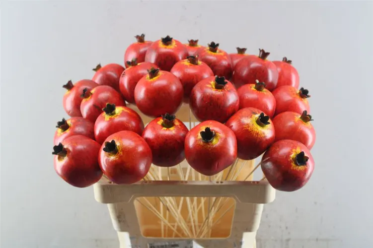 Granaatappel, sušené 50 cm