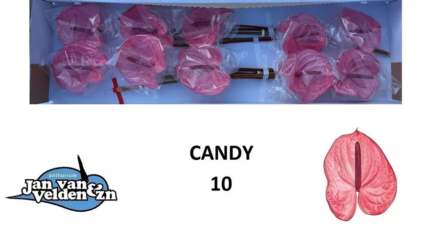 Antúrium Candy