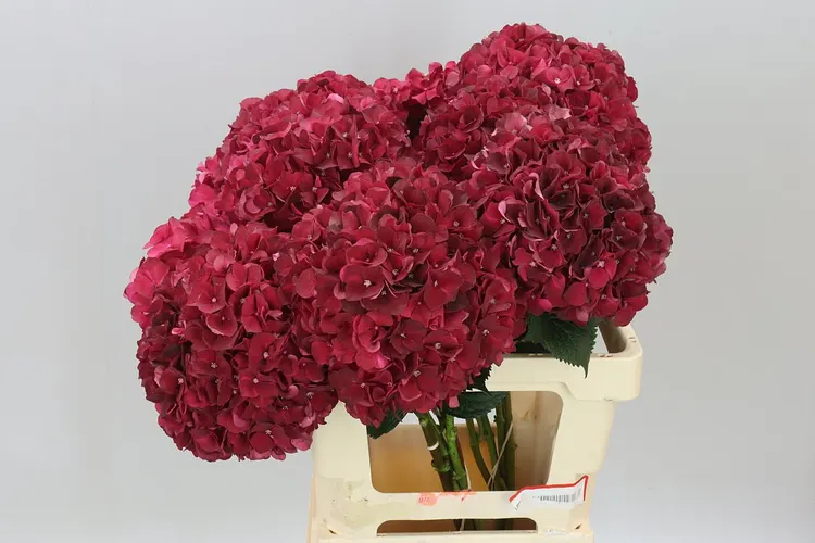 Hortenzia Dark Ruby 65 cm
