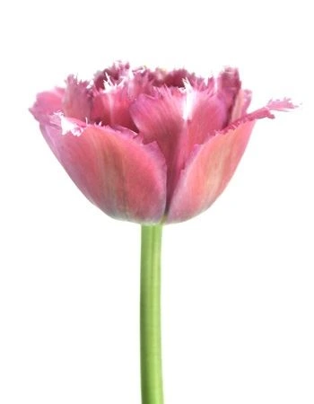 Tulipány (Tulips)