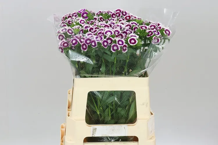 Di Barb Bicolor 55 cm