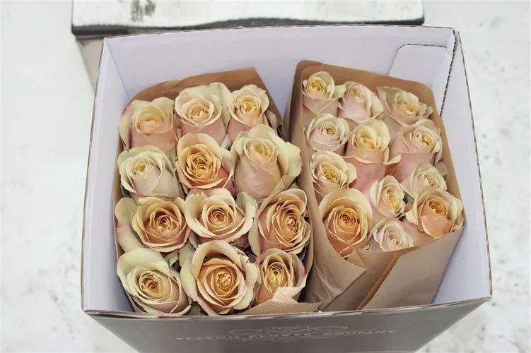 Rosa Gr Ec Golden Mustard 50 cm