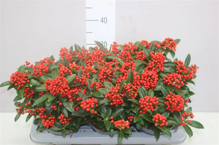 Skimmia Jap. Red Star 10+ črepník 15 cm