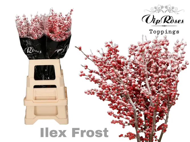 Ilex Frost 60 Cm 60 cm
