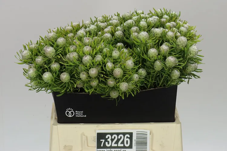 Kaaps Jade Pearl Spray 40 cm