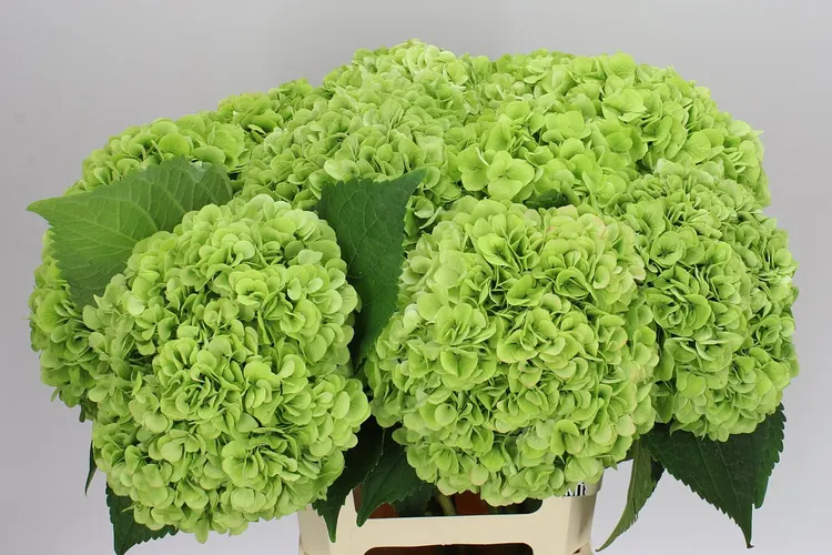 Hydrangea Cannonball Classic 60 cm