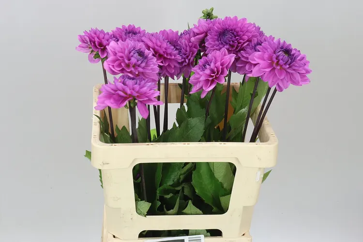 Dahlia Toledo 55 cm