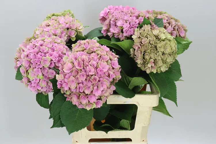 Hyd Kiss Classic 60 cm