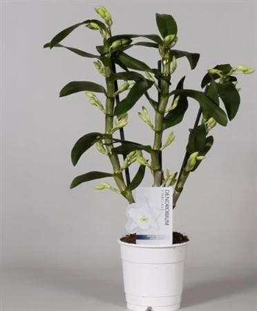 Orchidea Dendrobium Nobilee White, 2 výhony črepník 12 cm