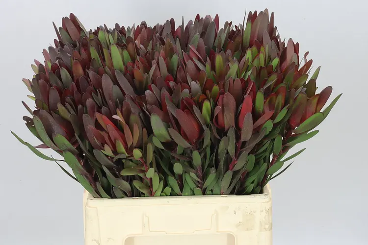 Leucadendron Safari Sunset 60 cm