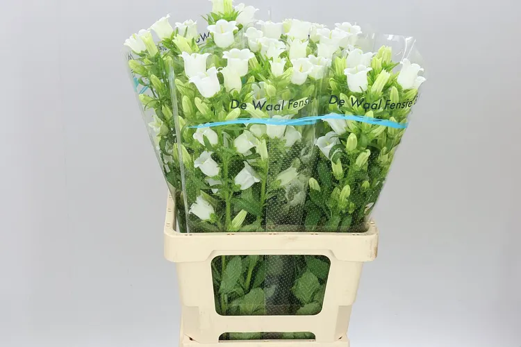 Campanula M Champ White 70 cm