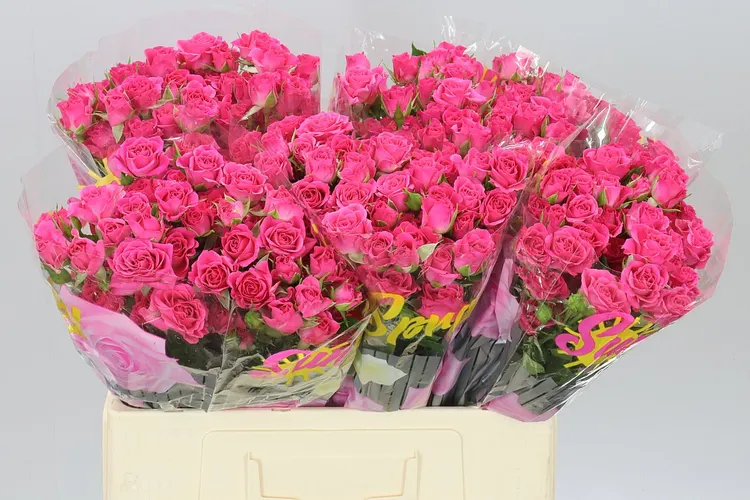 Rosa Tr Lianne 60 cm