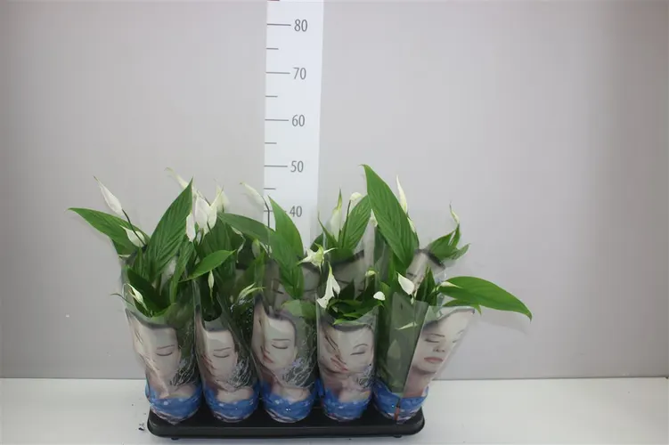 Lopatkovec Alana črepník 12 cm