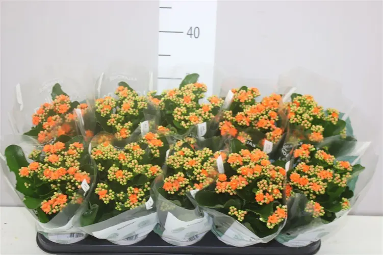 Kalanchoe Rosalina Oranje črepník 12 cm