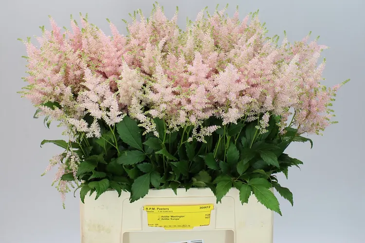 Astilbe Europa 70 cm